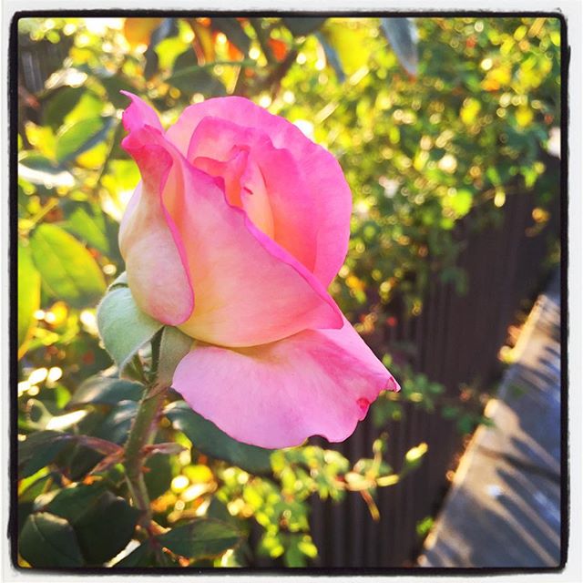 Pink-Rosebud-Opening-mv_floral.jpg